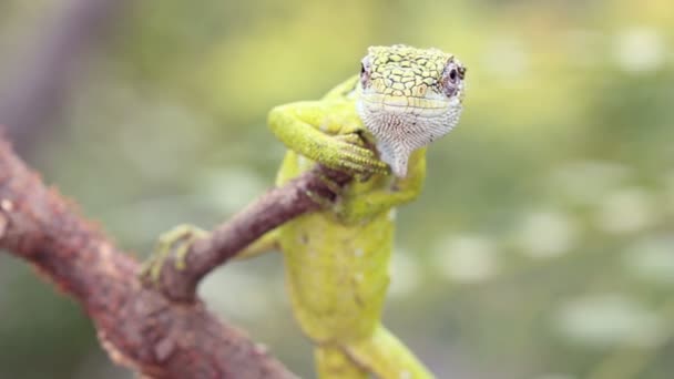 Видео Зеленой Ящерицы Рептилии Природе Bertholds Bush Anole Polychrus Gutturosus — стоковое видео