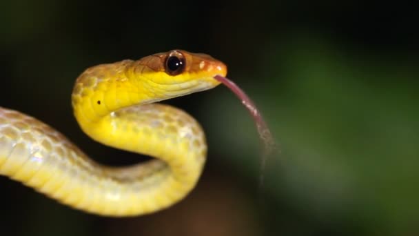 Vídeo Serpiente Mostrando Lengua Oliva Whipsnake Chironius Fuscus — Vídeos de Stock