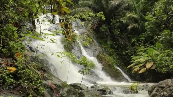 Video Del Flusso Foglie Tropicali Cascate — Video Stock