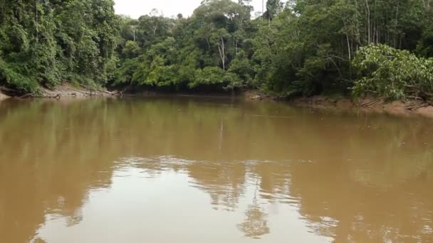 vidéo des arbres forestiers et du débit fluvial, forêt tropicale en Amazonie équatorienne
