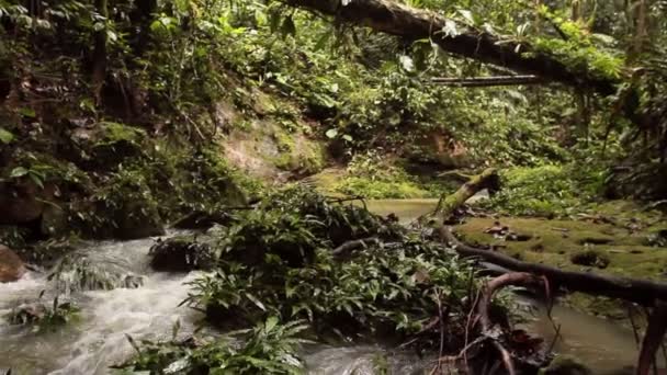 Video Van Bos Bomen Rivier Stroom Regenwoud Ecuadoriaanse Amazone — Stockvideo