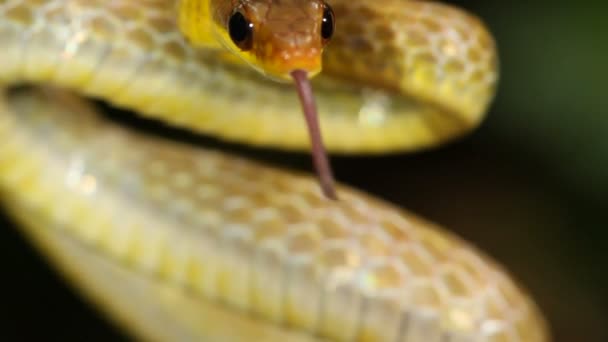 Video Snake Showing Tongue Olive Whipsnake Chironius Fuscus — Stock Video
