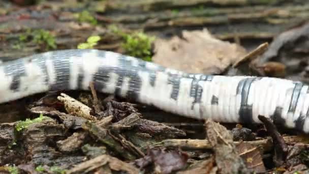 Video Speckled Worm Lizard Träd Bark Amphisbaena Fuliginosa Crawls Ecuadorian — Stockvideo