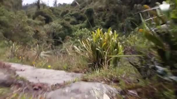 Spaziergang Durch Wald Grüne Pflanzen Und Gras Video — Stockvideo