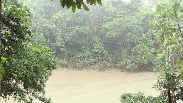 Eső Ecuadorian Amazon Videó Folyó Trópusi Dzsungelben — Stock videók