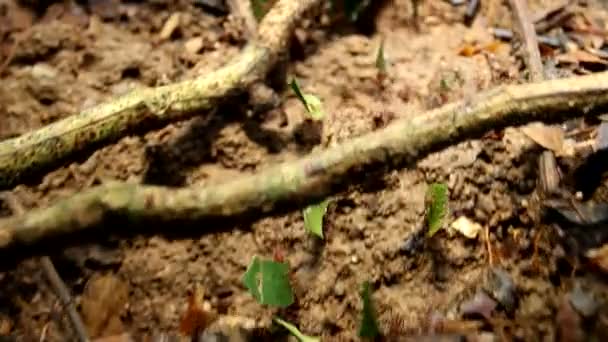 Video Von Ameisenblattschneidern Die Kolonie Von Ameisensoldaten Läuft — Stockvideo