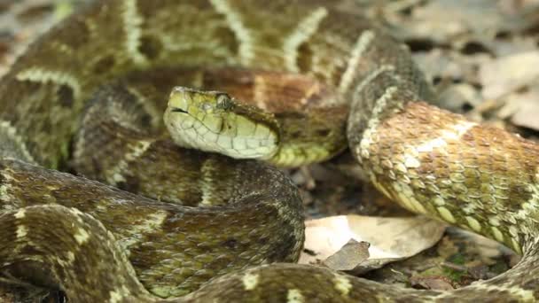 蛇的录像 大的成虫在自然界的地面上 — 图库视频影像
