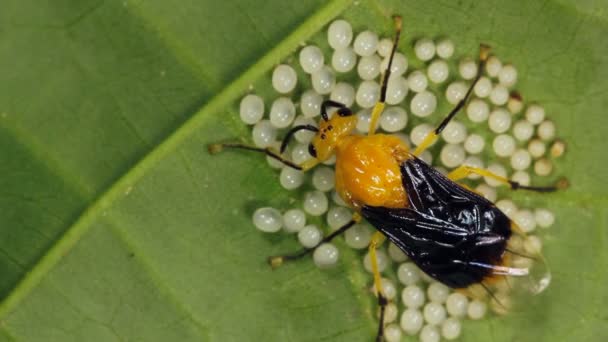 Yeşil Yapraklı Yumurta Üzerinde Sarı Böcek — Stok video