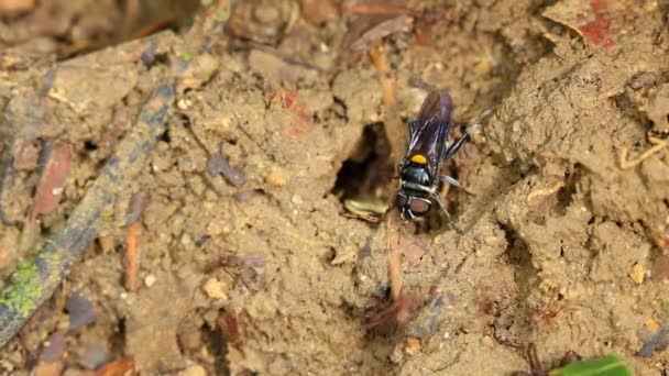 Βίντεο Των Μυρμηγκιών Κόπτες Φύλλων Αποικία Των Στρατιωτών Μυρμηγκιών — Αρχείο Βίντεο