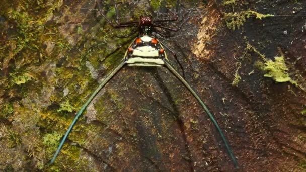 Video Spiny Orb Weaver Spider Gasteracantha — Stock video