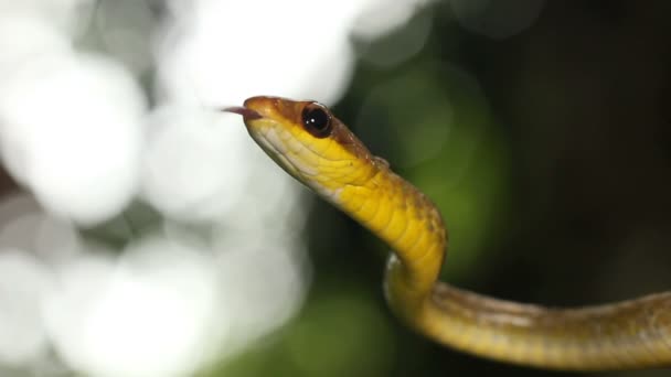 展示蛇舌的视频 Olive Whipsnake Chironius Fuscus — 图库视频影像