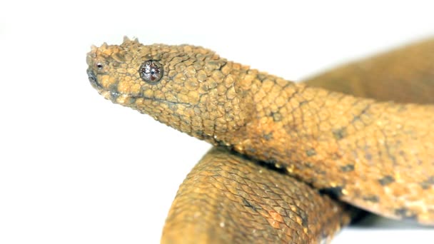 Studiovideo Von Schlange Nördliche Wimpernboa Trachyboa Boulengeri — Stockvideo