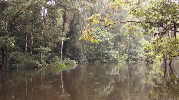 vidéo des arbres forestiers et du débit fluvial, forêt tropicale en Amazonie équatorienne