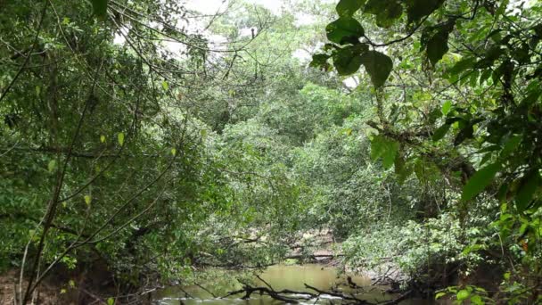 Video Van Rivier Tropische Jungle Rio Napo Ecuadoriaans Amazonegebied — Stockvideo