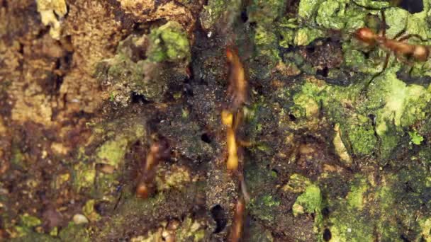Video Mravenců Tropický Deštný Prales Ekvádor — Stock video