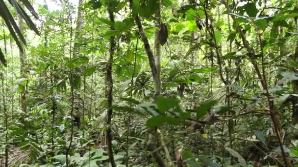 Tropischer Wald Palmen Und Grüne Blattpflanzen Video — Stockvideo