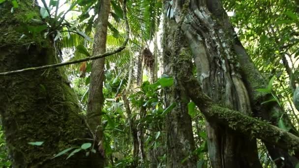 Tropischer Wald Palmen Und Grüne Blattpflanzen Video — Stockvideo