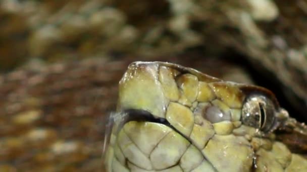 来自厄瓜多尔的蛇 大型成虫 Bothrops Atrox 毒蛇坑毒蛇的特写视频 — 图库视频影像