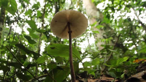 Vista Bajo Ángulo Hongo Parasol Creciendo Suelo Selva Tropical Ecuador — Vídeo de stock