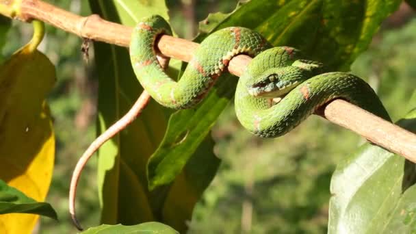 Video Serpiente Víbora Pestañas Bothriechis Schlegelii Víbora Venenosa Del Oeste — Vídeo de stock