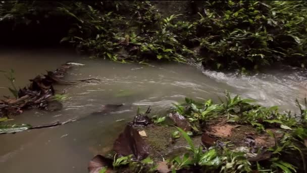 Video Van Bos Bomen Rivier Stroom Regenwoud Ecuadoriaanse Amazone — Stockvideo