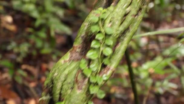 Tropikal Orman Ağaçlarının Bitki Örtüsünün Videosu — Stok video