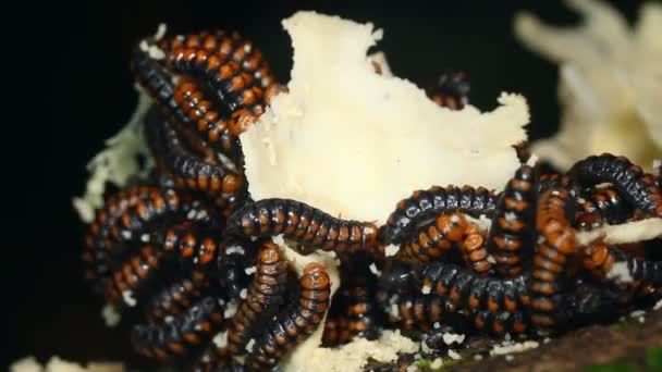 Video Larvas Enjambre Larvas Escarabajo Comiendo Hongo Suelo Selva Tropical — Vídeo de stock