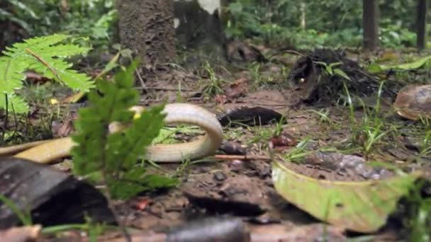 Vídeo Ataque Serpientes Suelo Forestal Torta Olivo Chironius Fuscus — Vídeos de Stock