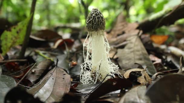 Видео Maidens Veil Fungus Dictyophora Indusiata Rainforest Floor Эквадор — стоковое видео