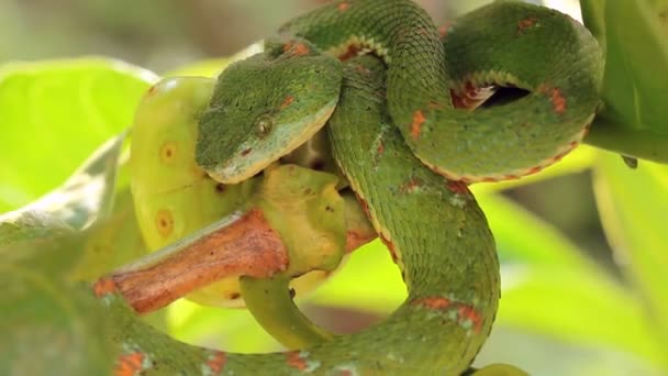 Video Serpiente Víbora Pestañas Bothriechis Schlegelii Víbora Venenosa Del Oeste — Vídeos de Stock