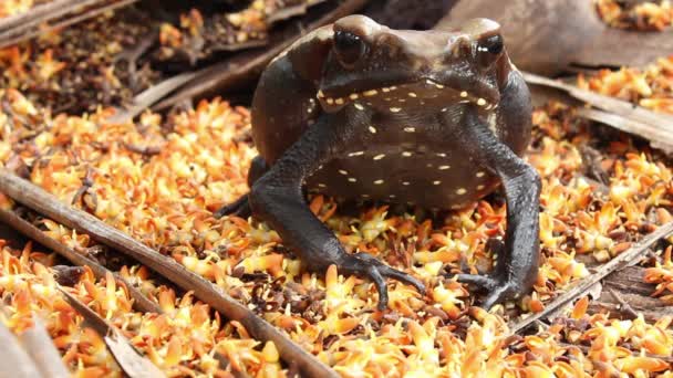 厄瓜多尔亚苏尼国家公园Rhinella Dapsilis Crested Forest Toad青蛙动物视频 — 图库视频影像