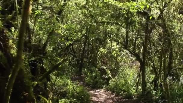 secouer vidéo, marcher sur le chemin de chemin dans la forêt avec des arbres 