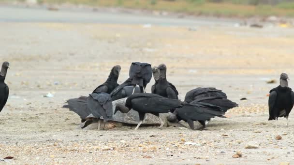 Video Van Dode Loggerkopschildpad Zwarte Gieren Die Dood Dier Eten — Stockvideo