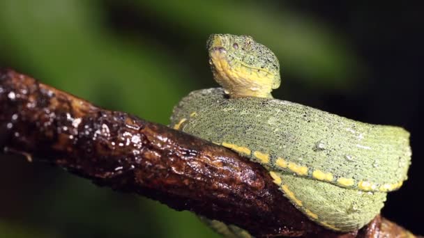 Видео Две Полосатые Лесные Гадюки Bothriopsis Bilineata — стоковое видео