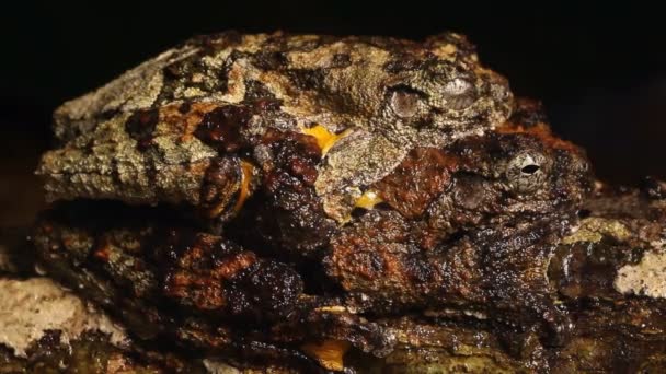 Neotropní Mramorované Páření Žab Dendropsophus Marmoratus Video — Stock video