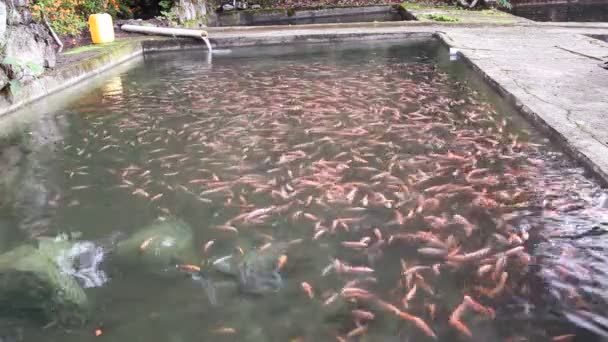 Видео Тилапия Бассейне Водоем Рыбами — стоковое видео