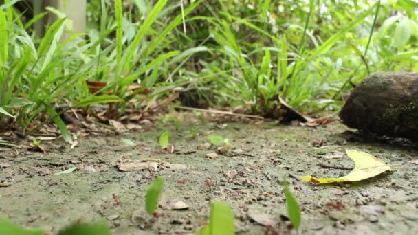 Time Lapse Video Leaf Cutter Ants Atta Carrying Pieces Leaves — Vídeo de stock