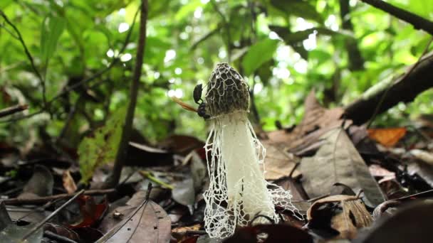 Video Maidens Veil Fungus Dictyophora Indusiata Στο Πάτωμα Του Τροπικού — Αρχείο Βίντεο