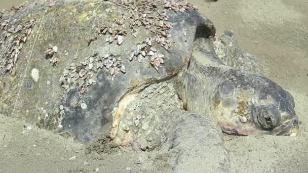 Video Dead Loggerhead Turtle Sandy Beach Pacific Coast Ecuador — Stock Video