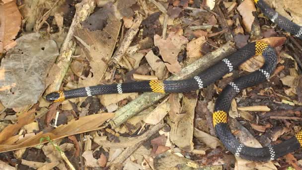 Vídeo Serpiente Coral Amazónica Micrurus Spixii Obscurus — Vídeo de stock