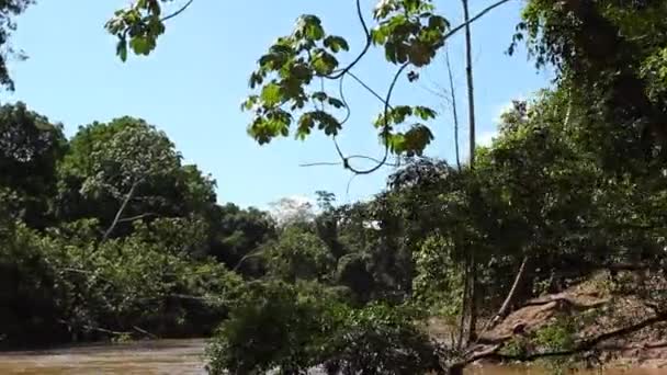 Zeitraffer Video Eines Flusses Tropischen Dschungel Des Ecuadorianischen Amazonas — Stockvideo