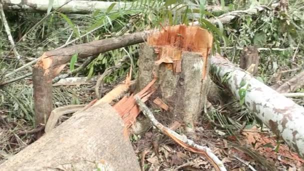 Відео Зламаних Дерев Лісі Після Шторму Екологічна Флора — стокове відео