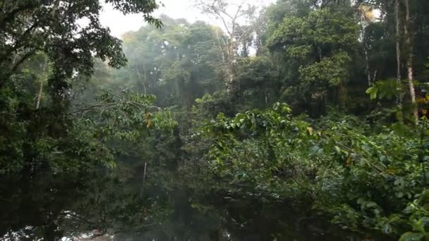 Video Von Waldbäumen Und Flusslauf Regenwald Ecuadorianischen Amazonasgebiet — Stockvideo