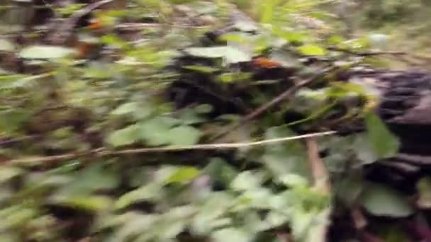 Ormanda Yürüyen Yeşil Bitkiler Çimenler Video — Stok video