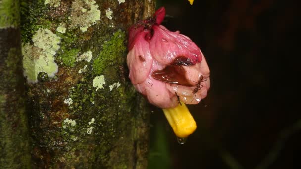 Video Květ Deštného Pralesa Drymonia Gesneriaceae Kvetoucí Réva Ekvádorské Amazonii — Stock video