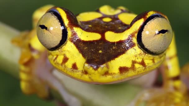 Imbabura Treefrog Hypsiboas Picturatus Choco Biological Region Ekwador — Wideo stockowe