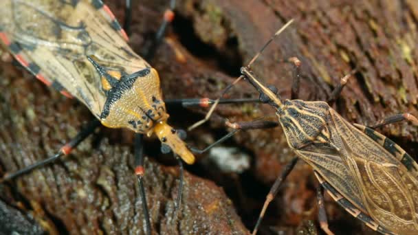 Pair Kissing Bug — 비디오