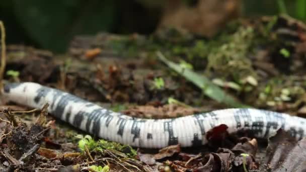 vidéo de Lézard vermifuge moucheté sur écorce d'arbre, Amphisbaena fuliginosa rampe en Amazonie équatorienne