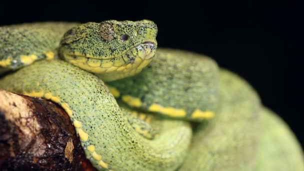 Video Dos Serpientes Pitviper Bosque Rayado Bothriopsis Bilineata — Vídeos de Stock