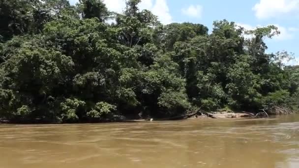 Time Lapse Vídeo Rio Shiripuno Fluxo Fluvial Floresta Tropical Amazônia — Vídeo de Stock